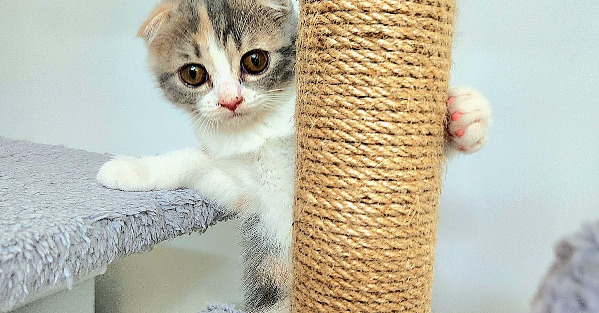 A cute kitten explores a cat tree, showcasing its playful and curious nature.