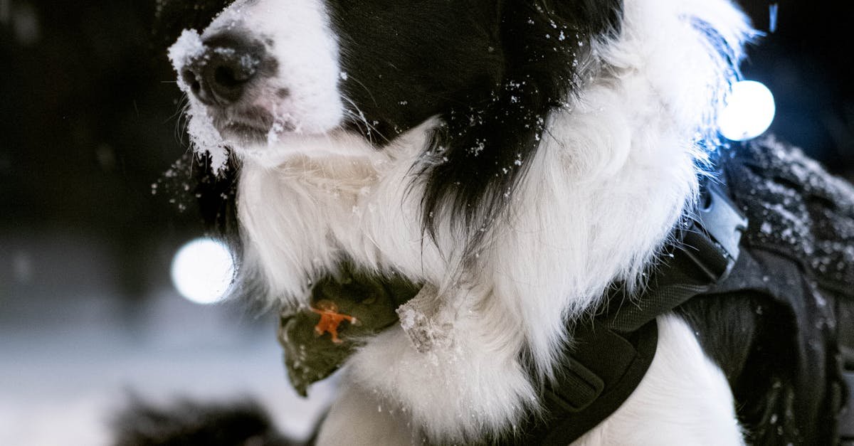 Border Collie wearing a jacket in the snow during winter in Vancouver, Canada.
