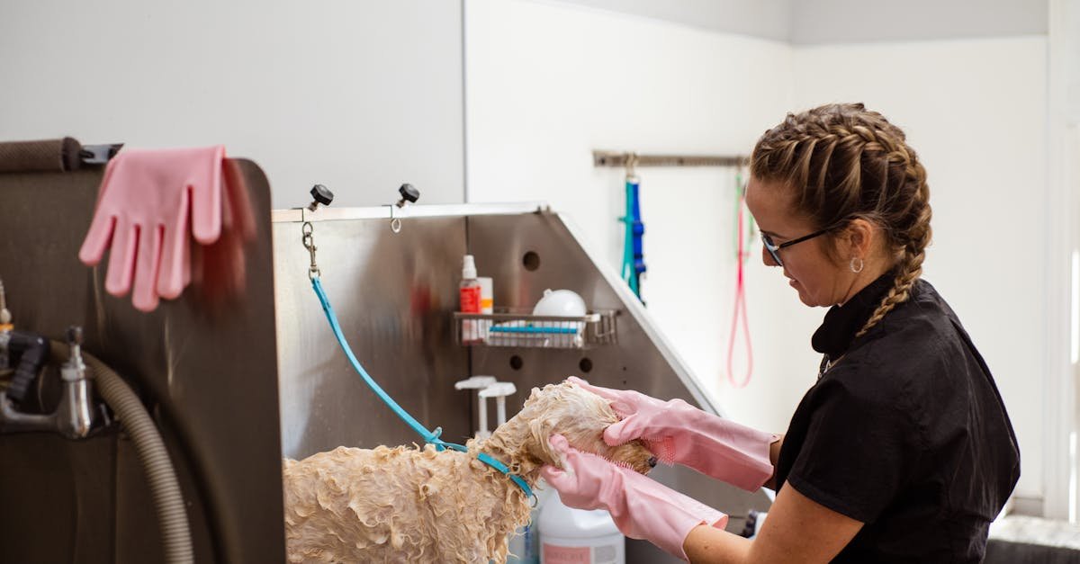 Professional groomer washing a curly-haired dog at a grooming salon with care.