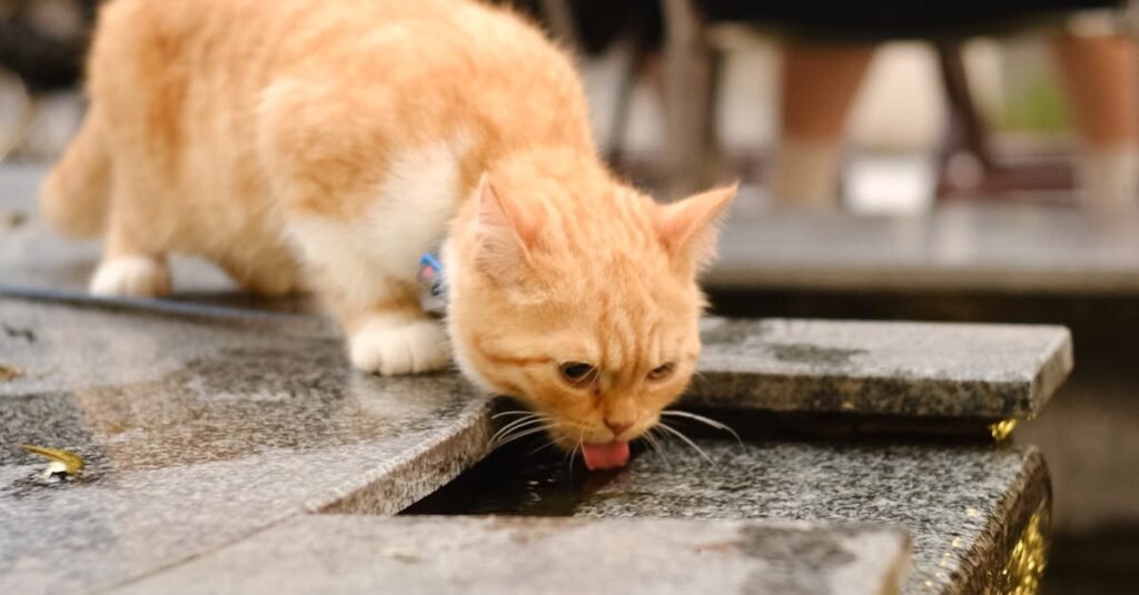 A ginger cat drinking water from a fountain, captured outdoors with selective focus.