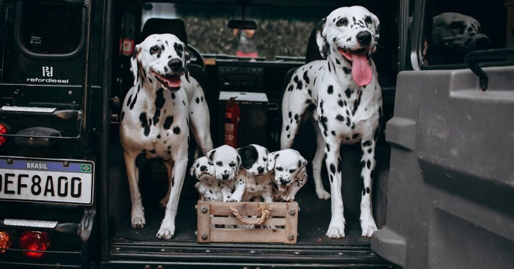 A group of Dalmatians in a car trunk ready for an outdoor adventure with two adult dogs and puppies.