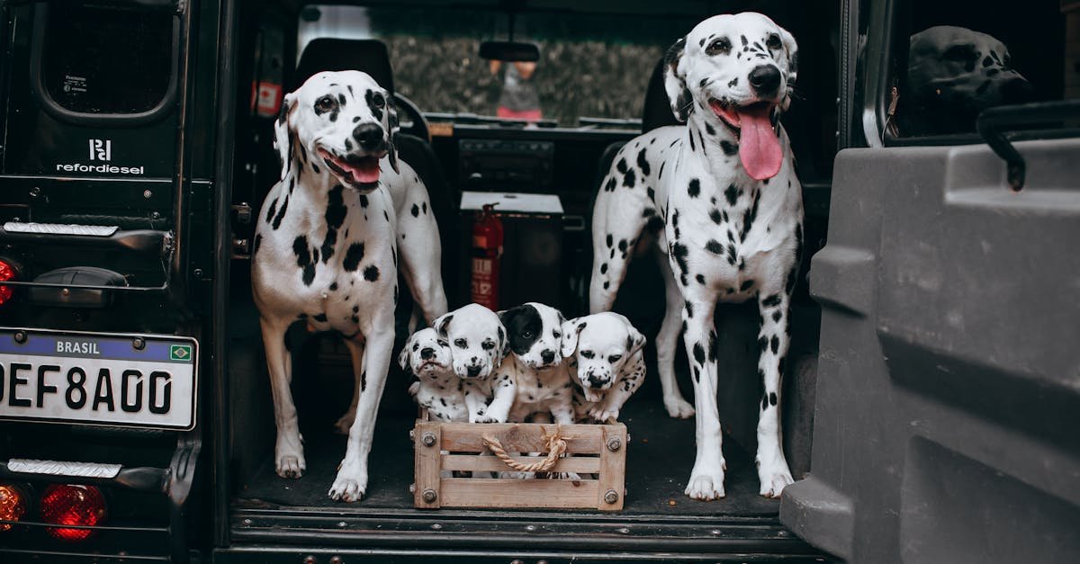 A group of Dalmatians in a car trunk ready for an outdoor adventure with two adult dogs and puppies.