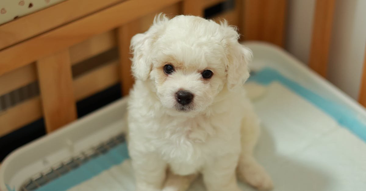 Cute Bichon Frise puppy sitting on a training pad indoors, showcasing its fluffy white coat.