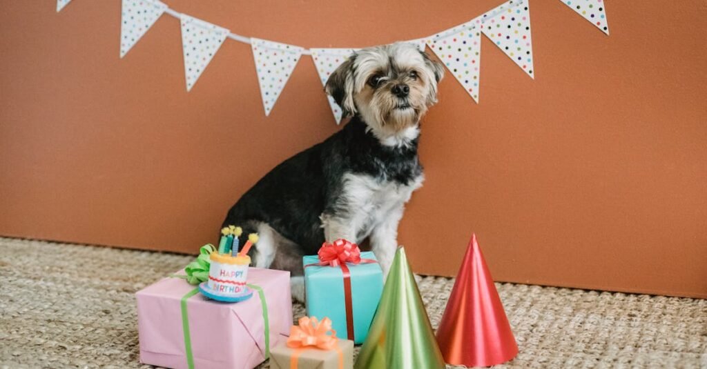 A cute Yorkshire Terrier surrounded by birthday decorations and gifts in a festive indoor setting.