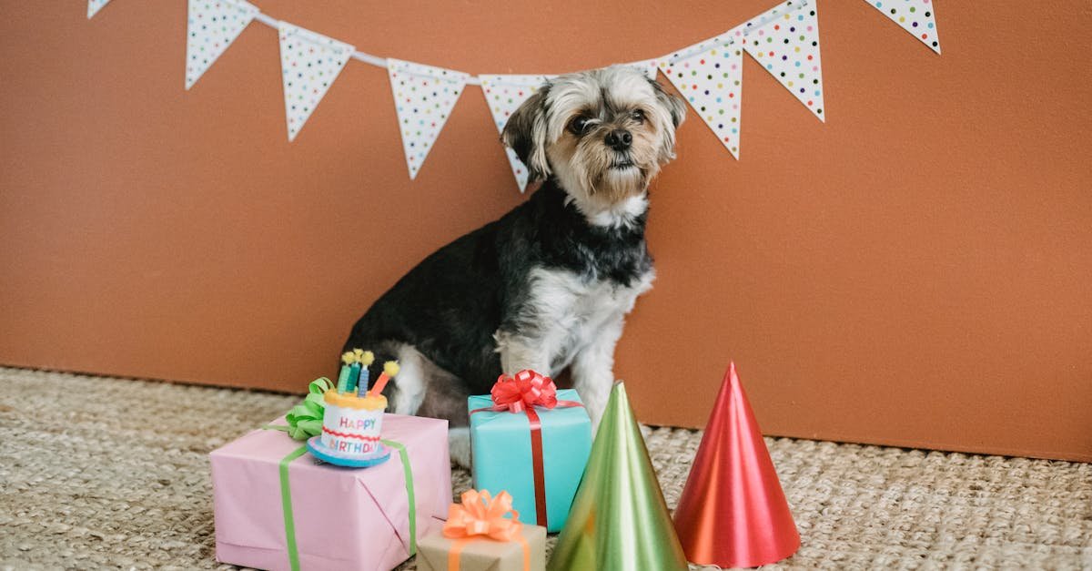 A cute Yorkshire Terrier surrounded by birthday decorations and gifts in a festive indoor setting.