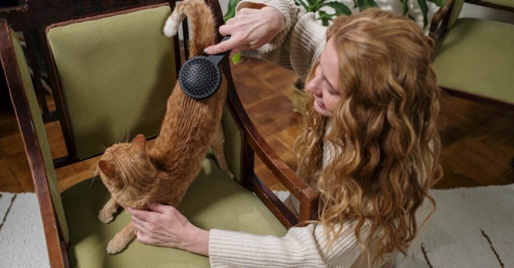 A woman brushing her ginger cat on a green armchair, creating a cozy domestic scene.