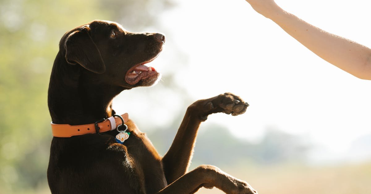 A playful black Labrador Retriever stands on its hind legs interacting with a person outdoors.