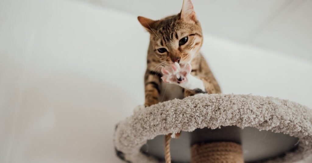 A cute tabby cat playing on a scratching post indoors.