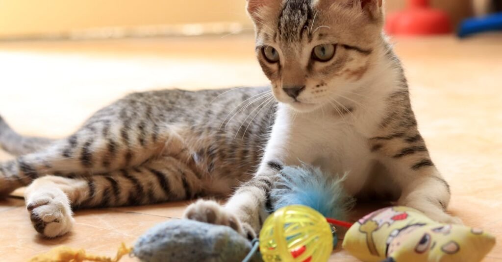 A cute tabby cat playing with various colorful toys on a sunlit floor indoors.